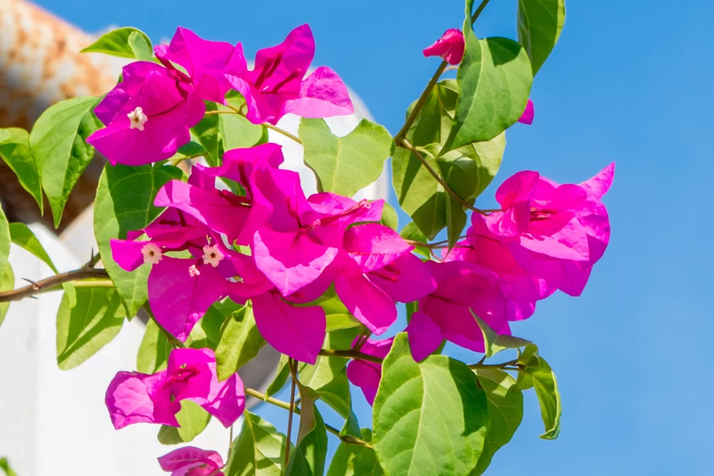 Vibrant Pink Bougainvillea Petals Leaves Blue Sky