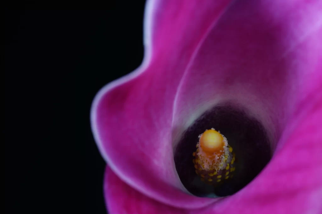 Vibrant Pink Calla Lily Petals Yellow Stamen