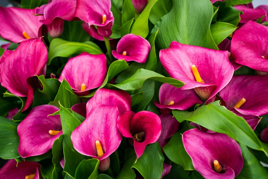 Vibrant Pink Calla Lily Petals Yellow Spikes Green Leaves