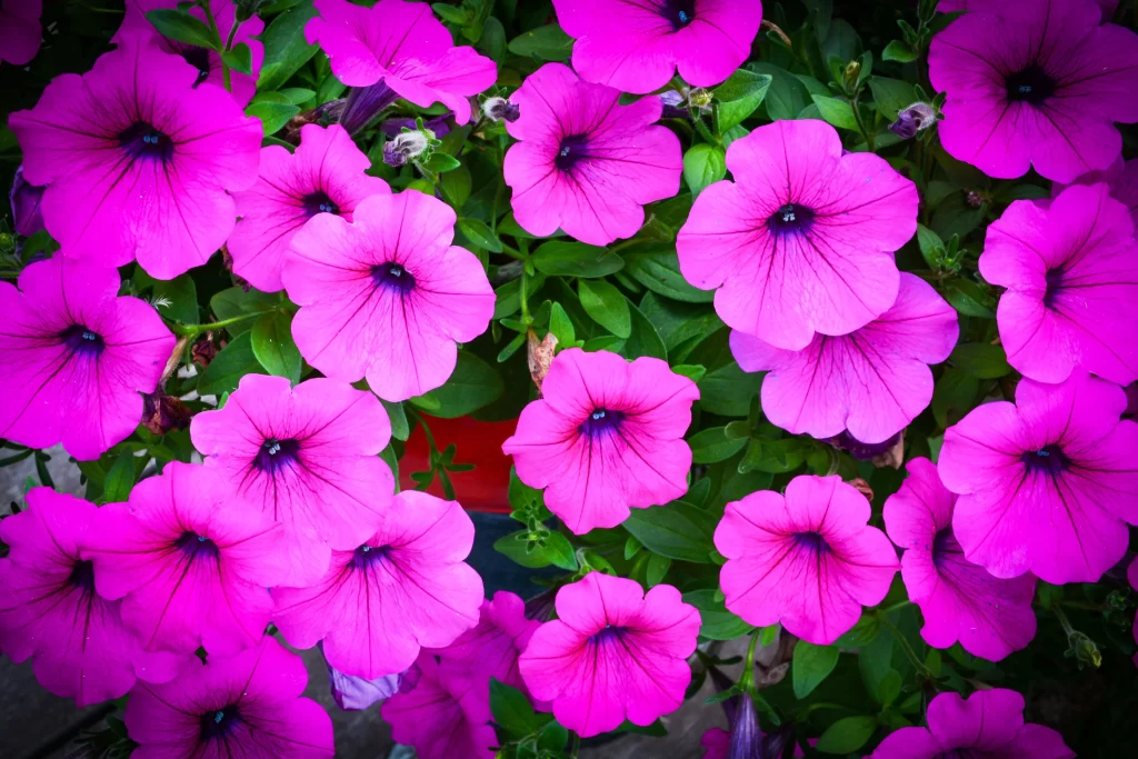 Vibrant Pink Morning Glory Petals warm Blooming