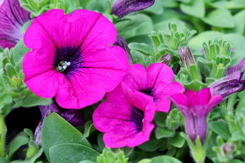Vibrant Pink Morning Glory Petals warm Blooming