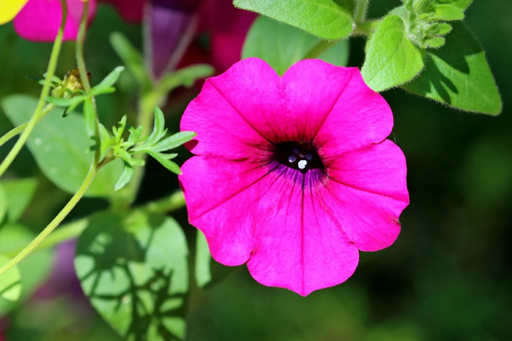 Vibrant Pink Morning Glory Petals Central Eye Green Leaves