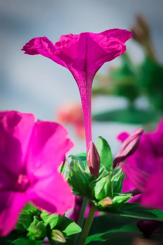 Vibrant Pink Morning Glory Petals warm Blooming
