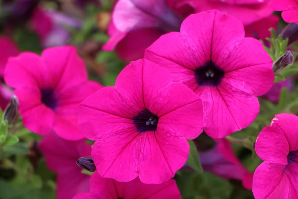 Vibrant Pink Morning Glory Petals warm Blooming