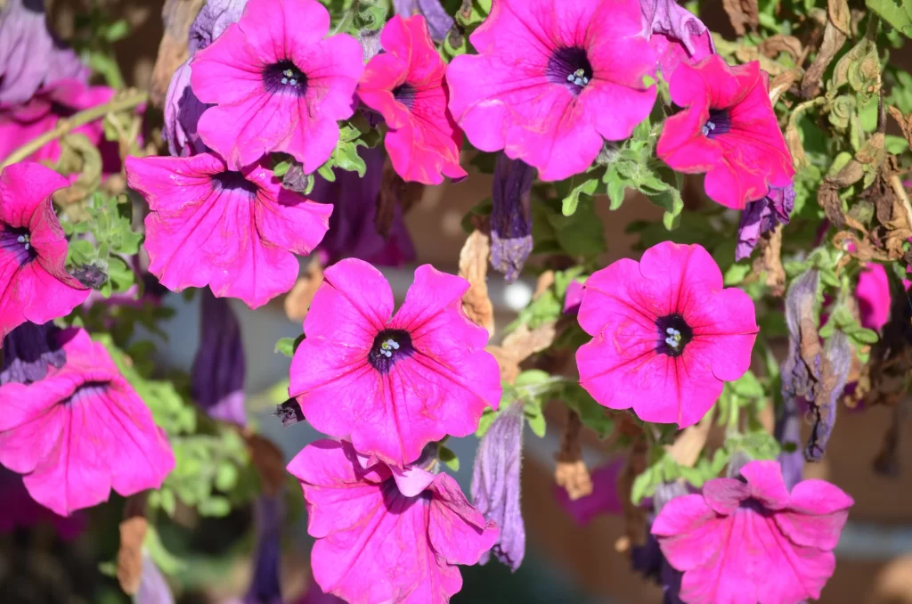 Vibrant Pink Morning Glory Petals warm Blooming