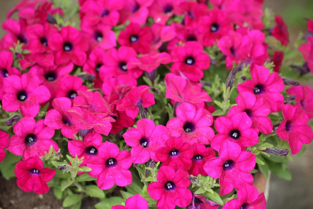 Vibrant Pink Morning Glory Petals Dark Center Dense Blooms