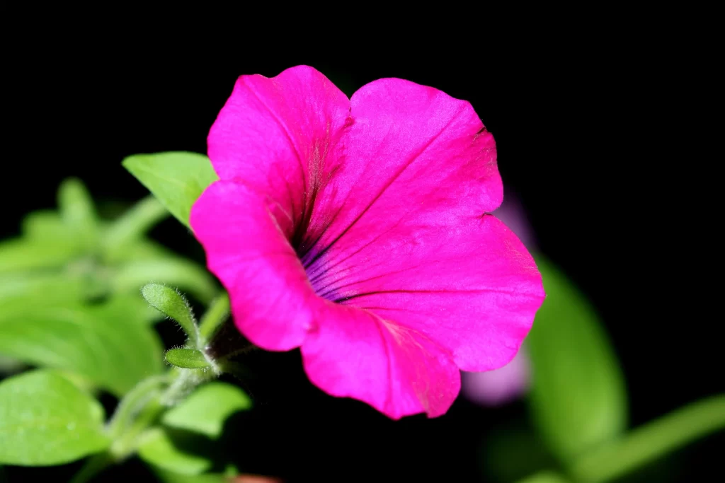 Vibrant Pink Morning Glory Petals Green Leaves