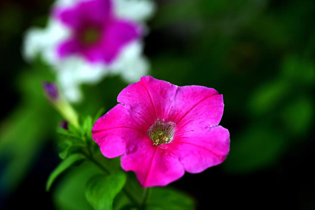 Vibrant Pink Morning Glory Petals gray Blooming