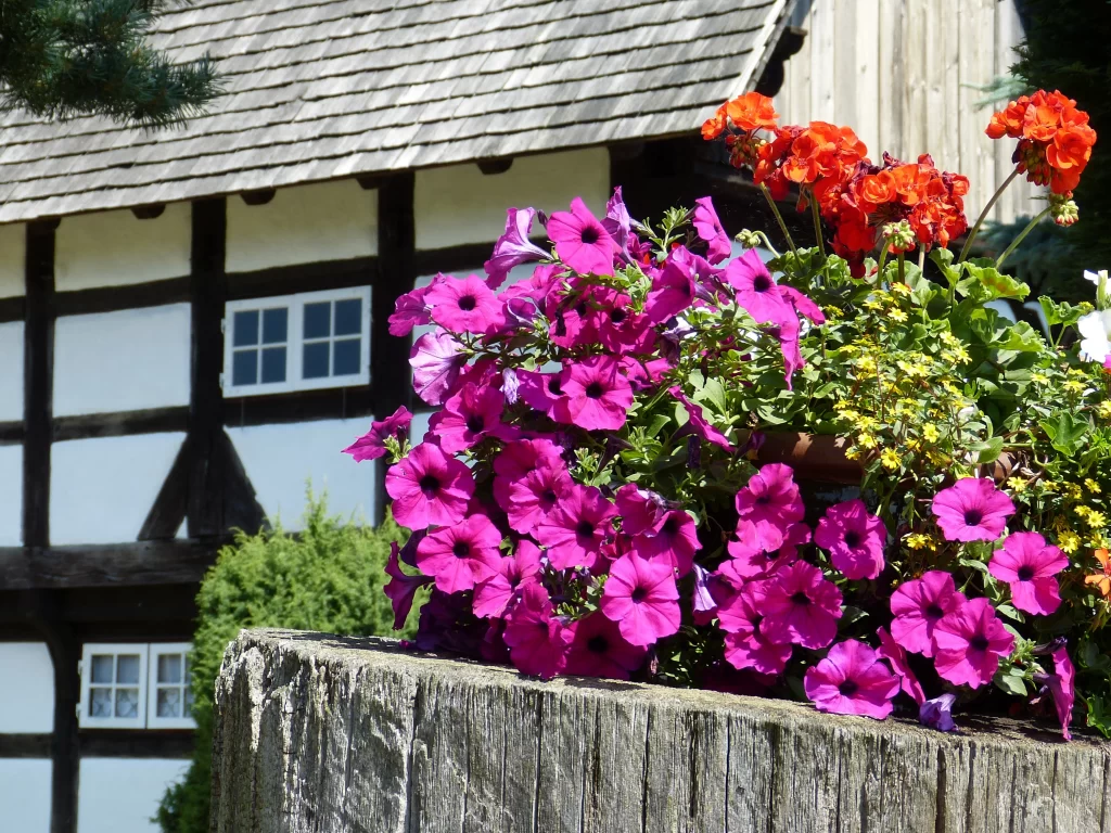 Vibrant Pink Petals Blooming Lush Greenery