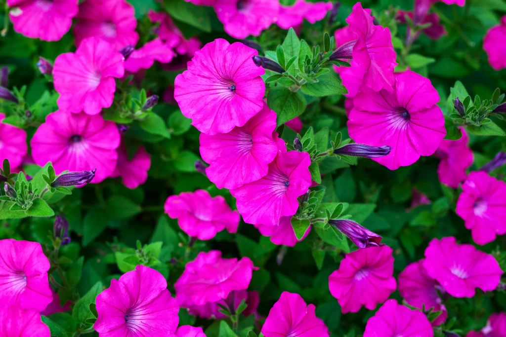Vibrant Pink Petals Dense Blooms Green Leaves