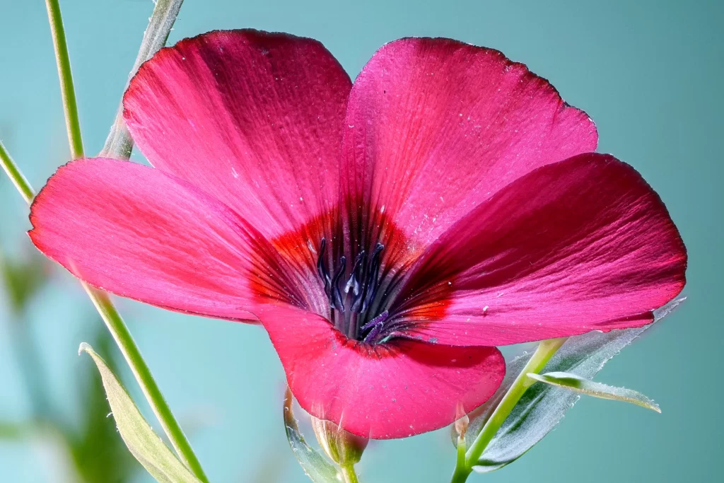 Vibrant Pink Petals Morning Glory Blooming
