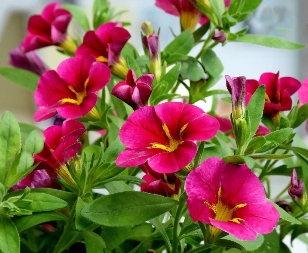 Vibrant Pink Petals Yellow Center Blooming