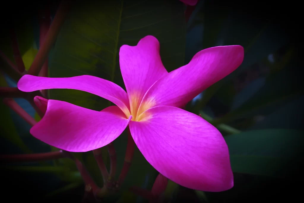 Vibrant Pink Plumeria Petals Yellow Center