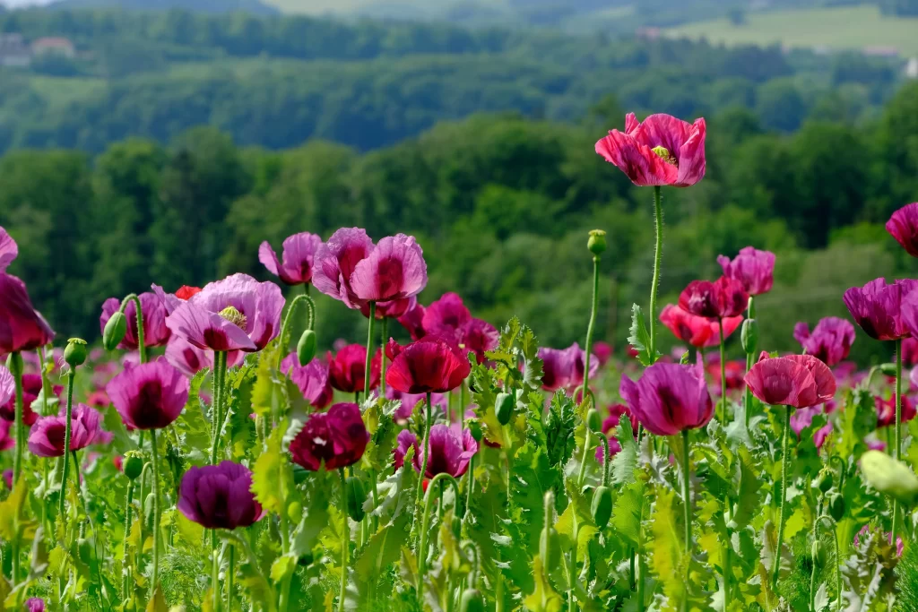 Vibrant Pink Poppy Blooms Greenery