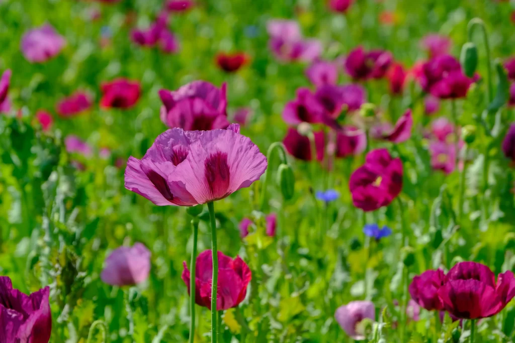 Vibrant Pink Poppy Delicate Petals Green Foliage