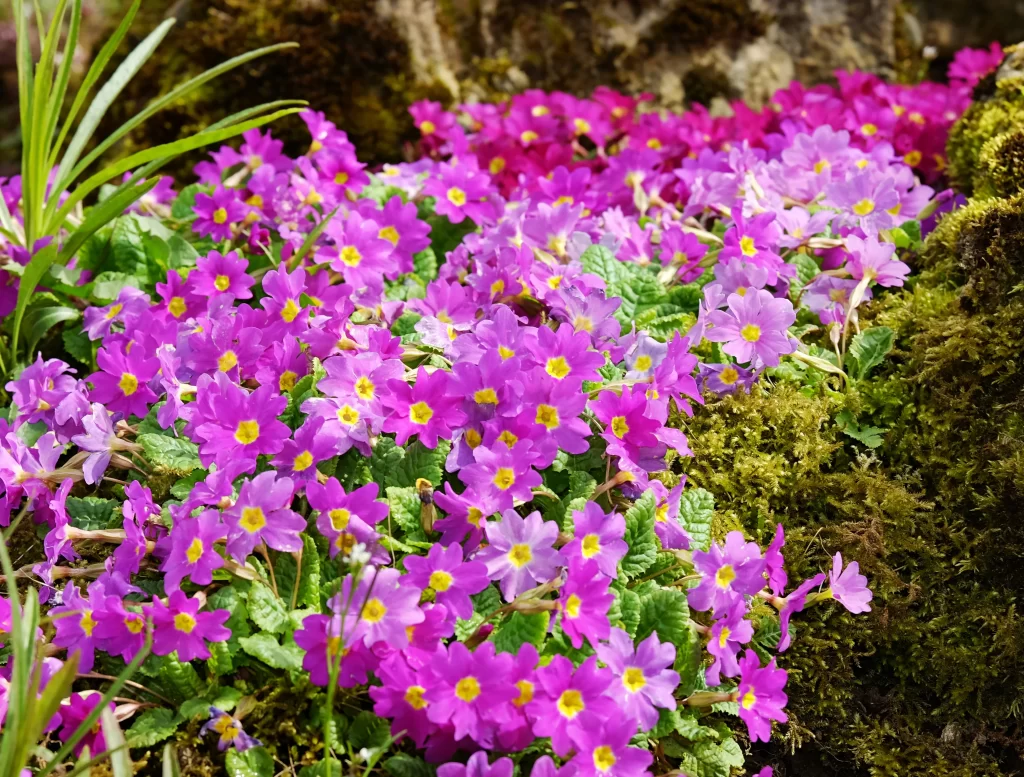 Vibrant Pink Primrose Petals Yellow Center Mossy Background