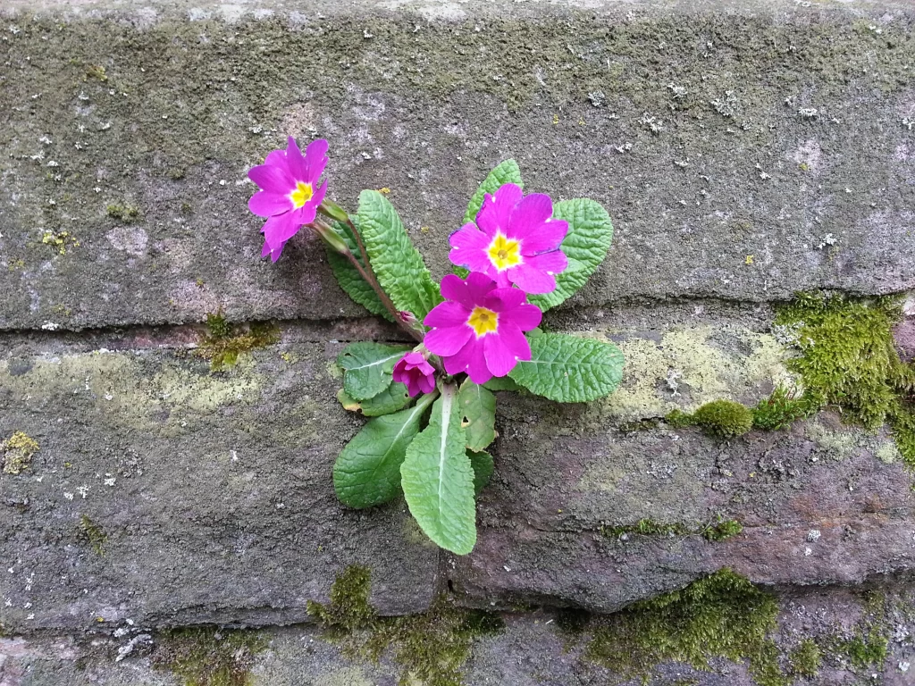 Vibrant Pink Primrose Petals Yellow Center Mossy Stone