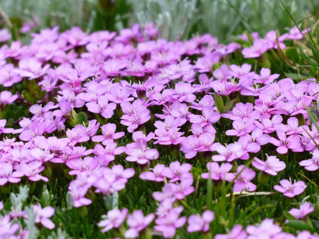 Vibrant Pink Primrose Tiny Petals Dense Cluster