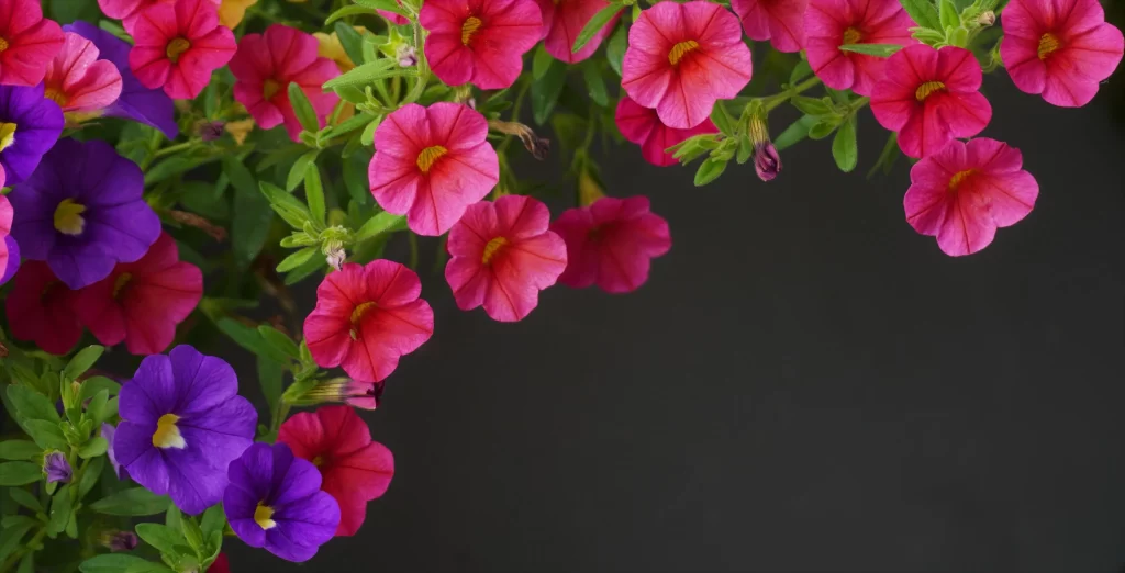 Vibrant Pink Purple Petals Blooming Lush