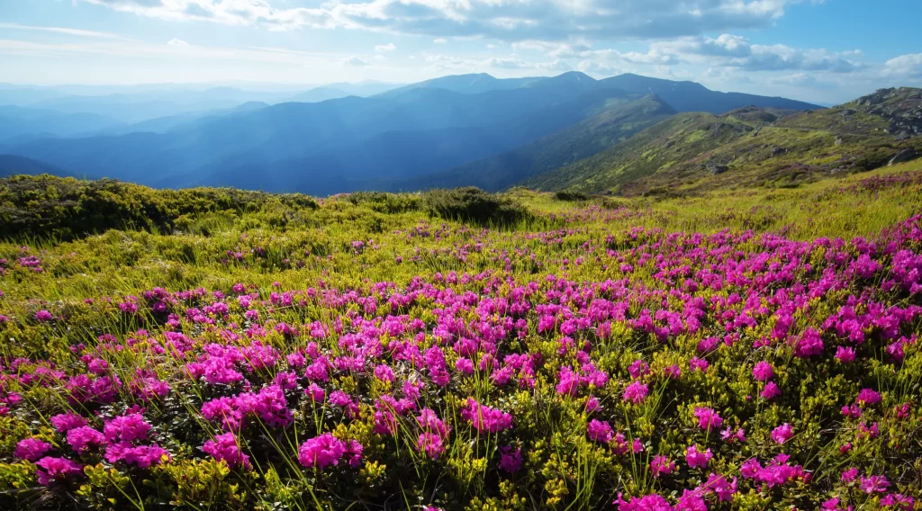Vibrant Pink Rhododendron Blooming Hillside