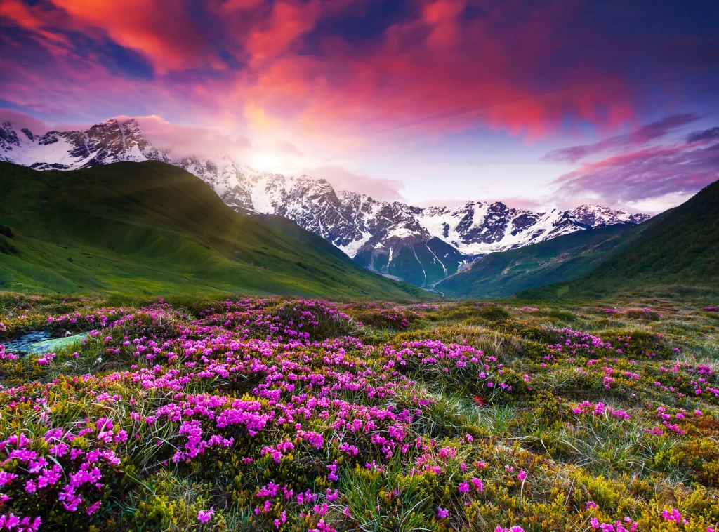 Vibrant Pink Rhododendron Blooms Mountain Meadow