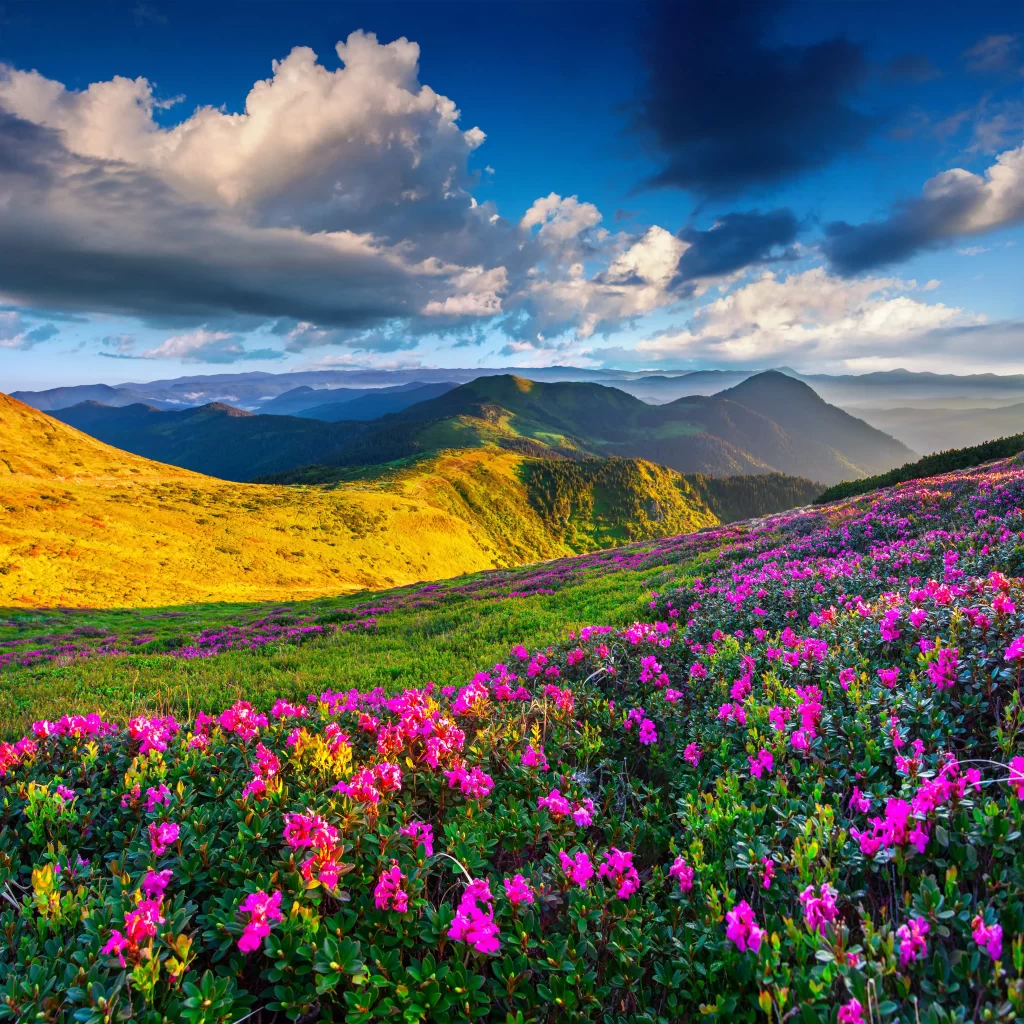 Vibrant Pink Rhododendron Blooming Hillside Sunlight