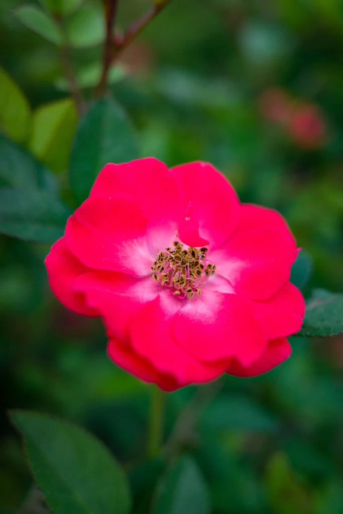 Vibrant Pink Rose Petals Yellow Stamen Green Leaves