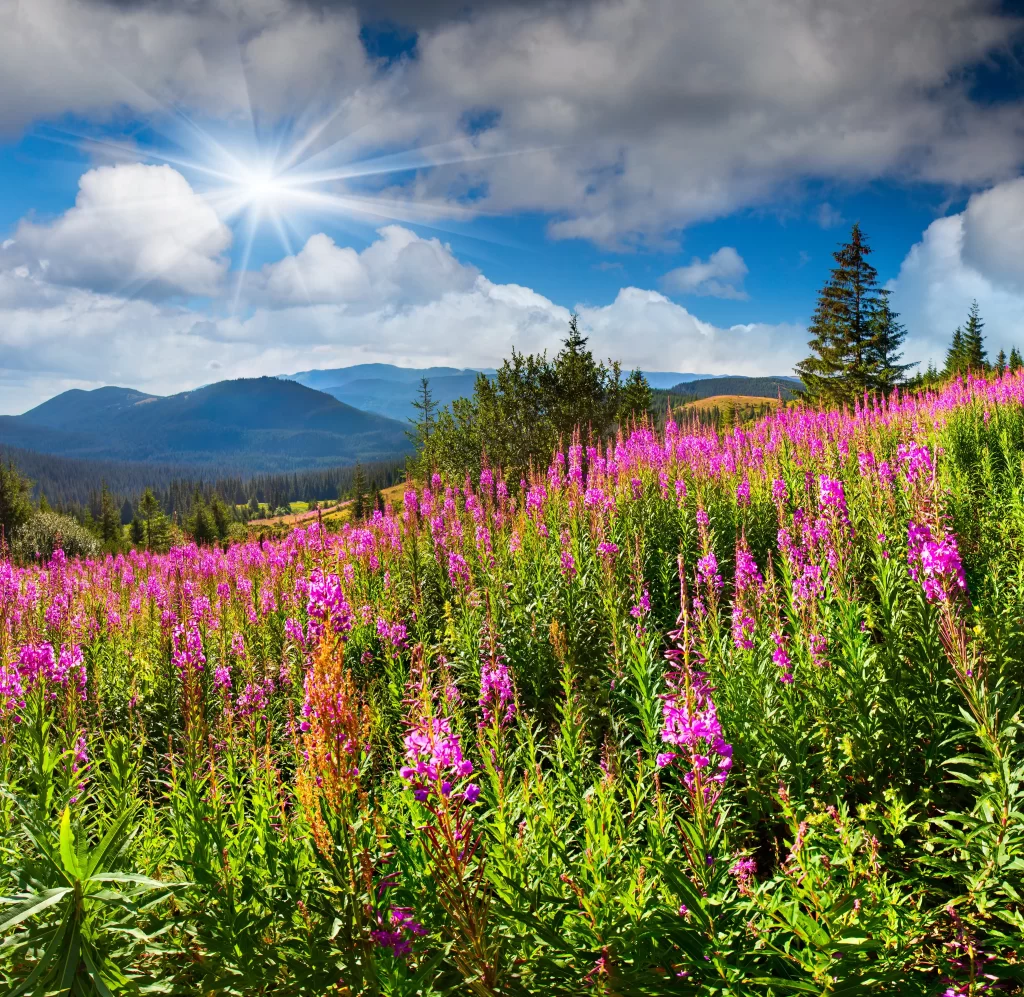 Vibrant Pink Wildflower Blooms Lush Greenery Sunlit Meadow