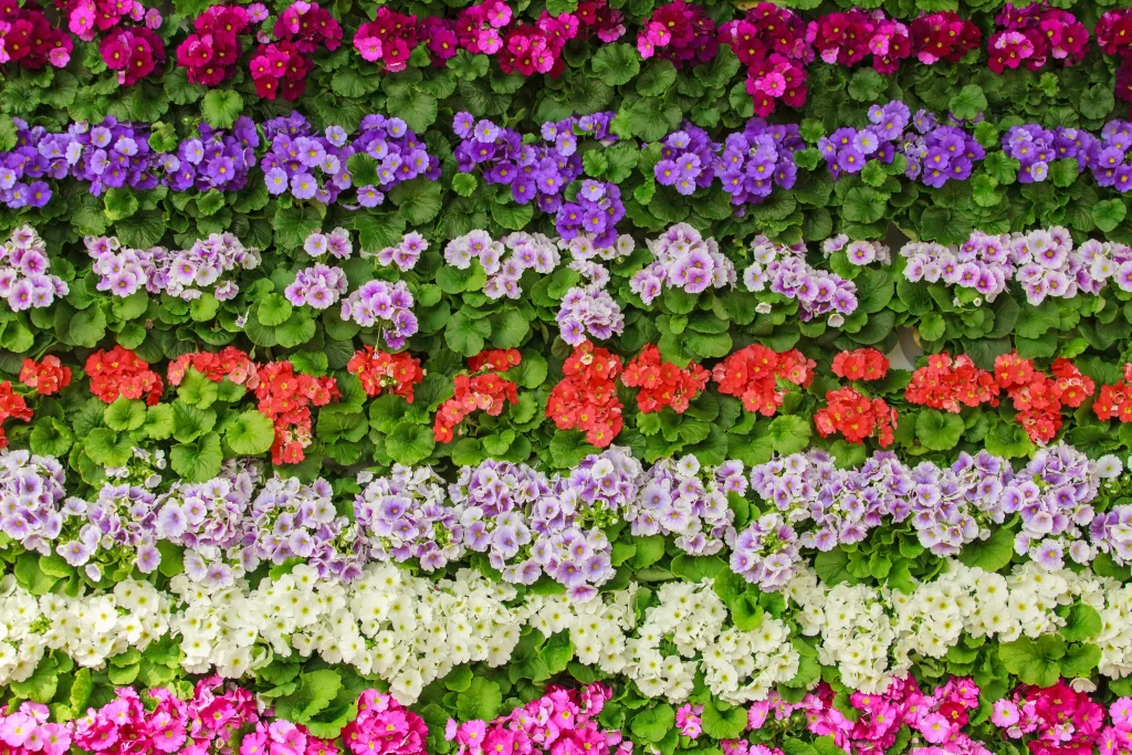 Vibrant Primrose Blooms Multicolored Petals Lush Greenery