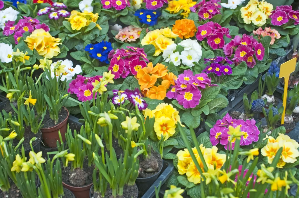 Vibrant Primrose Blooms Petals Yellow Pink Orange Blue White