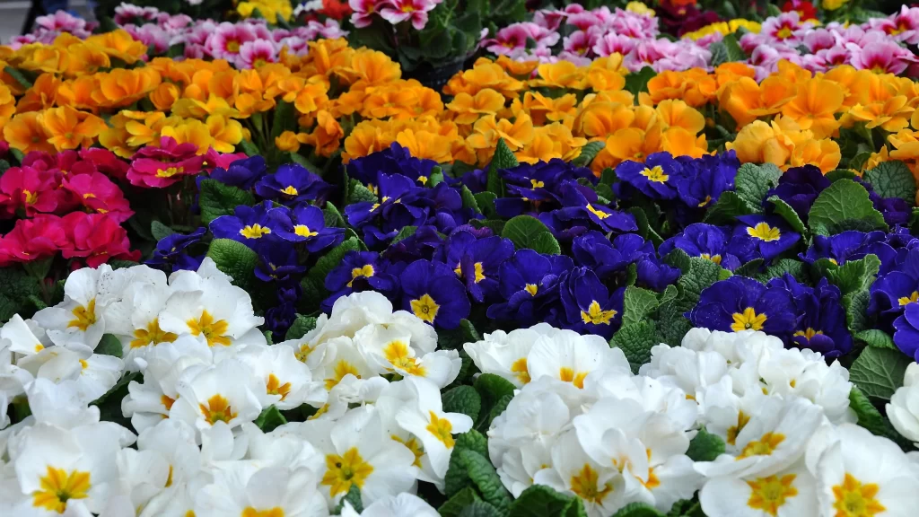 Vibrant Primrose Blooms White Purple Orange Pink Yellow