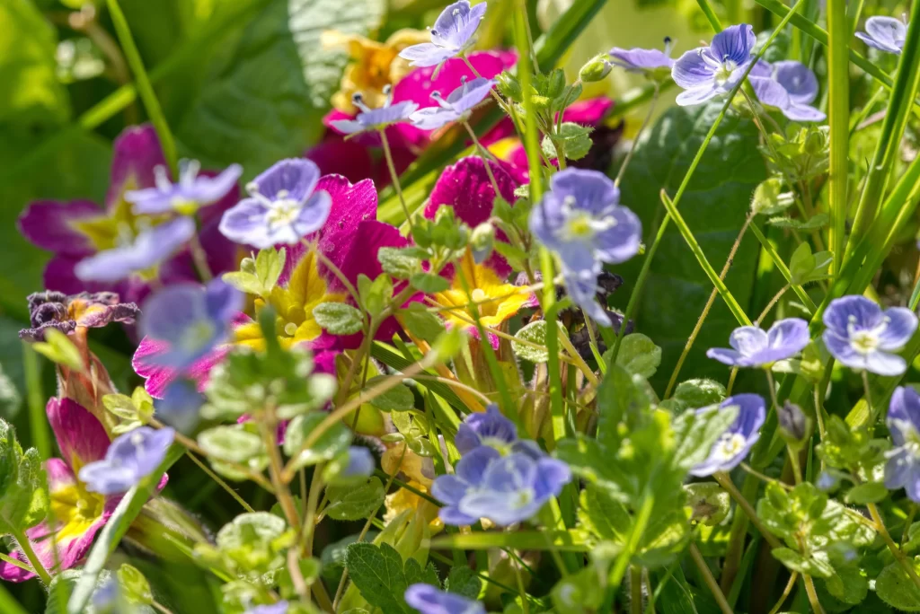 Vibrant Primrose Blue Petals Yellow Center Green Foliage