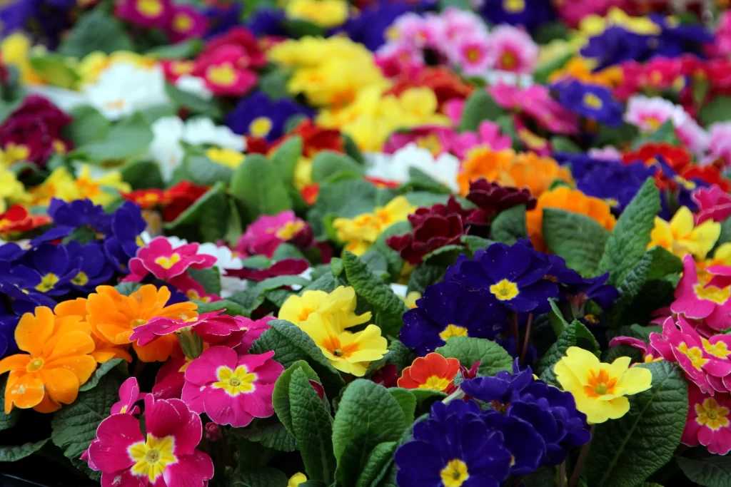 Vibrant Primrose Petals Colorful Blooms