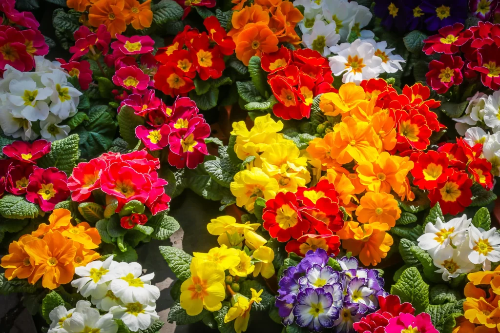 Vibrant Primrose Red Yellow Orange White Purple