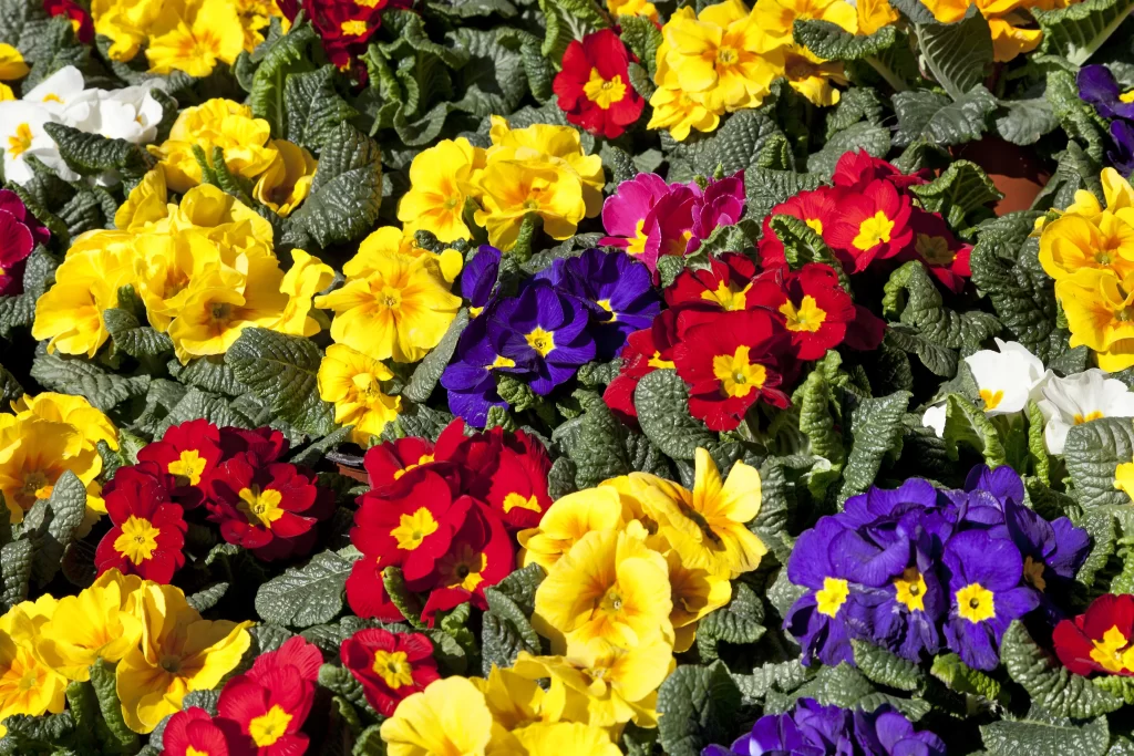 Vibrant Primrose Yellow Red Purple White Petals