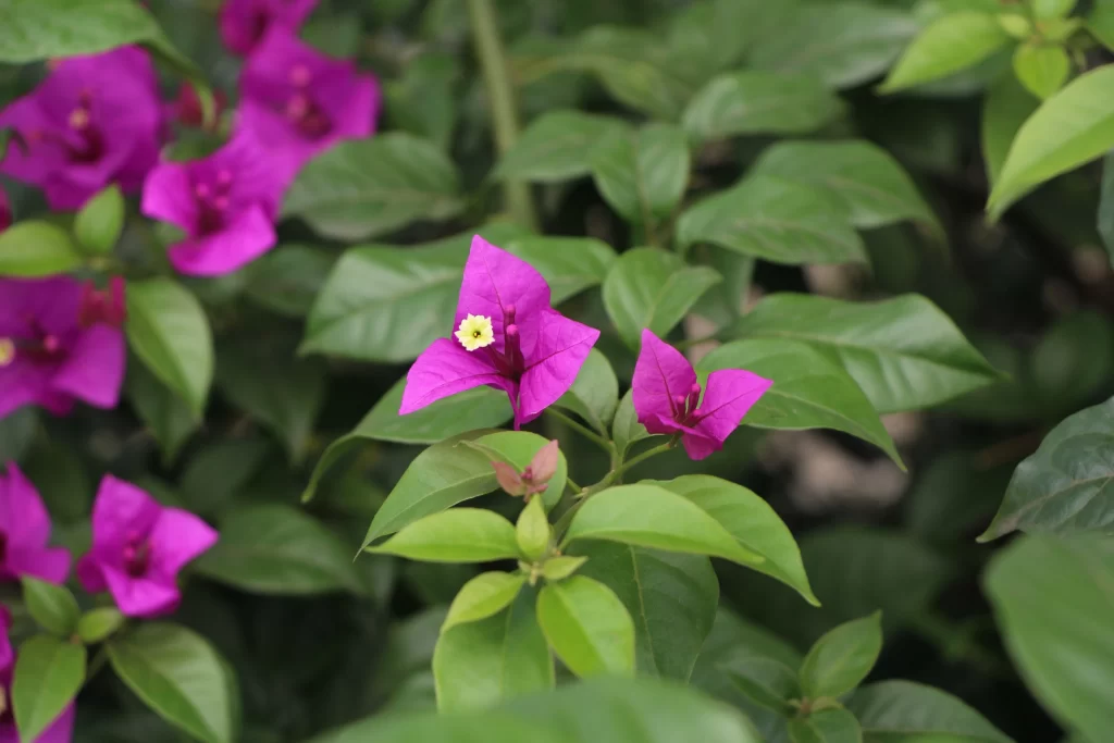 Vibrant Purple Bougainvillea Petals Green Leaves