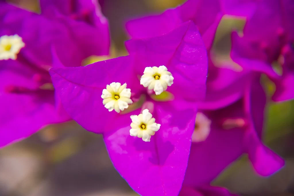 Vibrant Purple Bougainvillea Petals White Flowers Yellow Centers