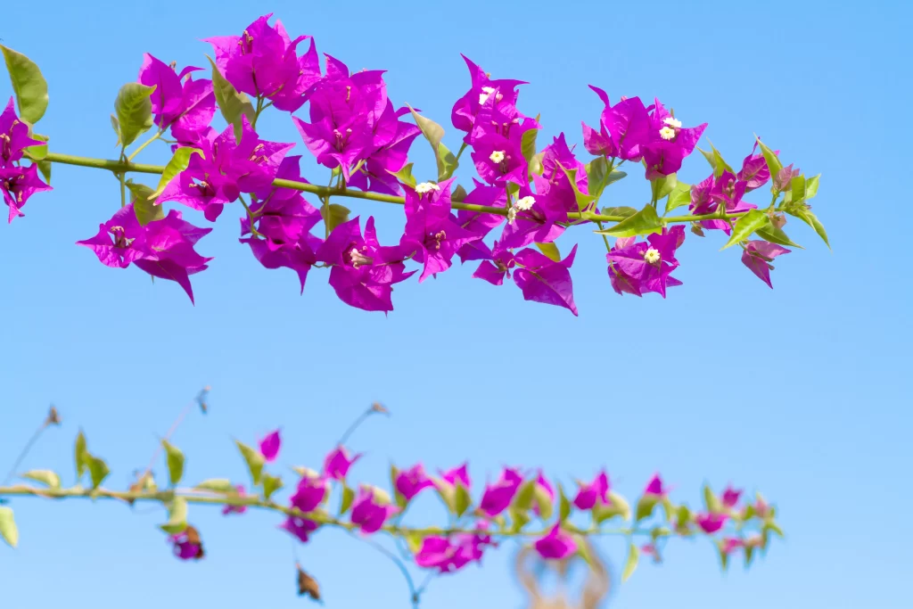 Vibrant Purple Bougainvillea Petals Bright Blue Sky