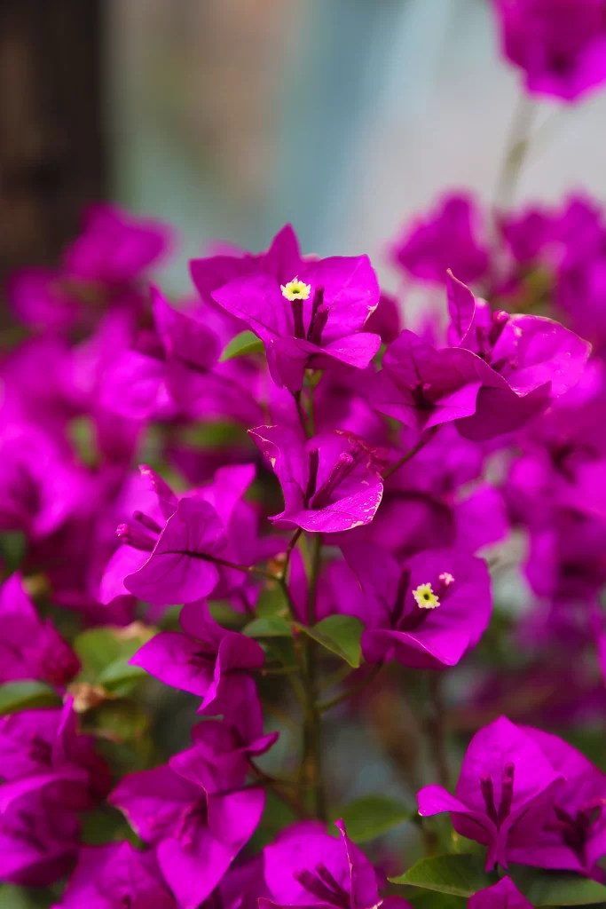 Vibrant Purple Bougainvillea Petals Dense Blooms