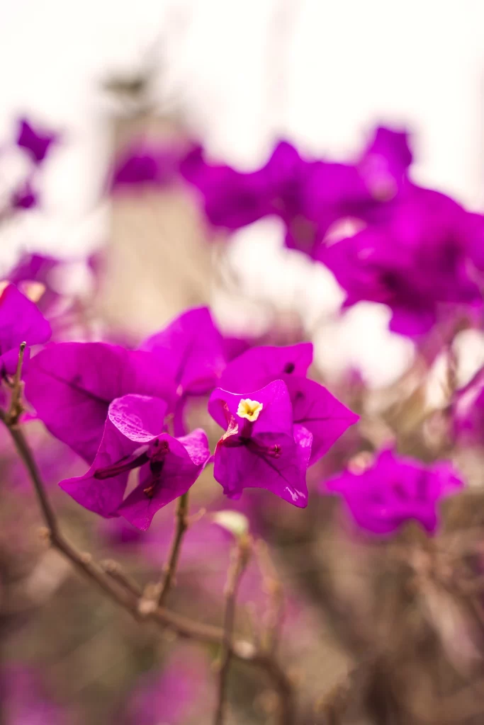 Vibrant Purple Bougainvillea Petals Yellow warm Center