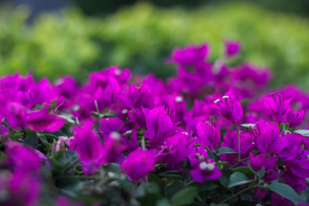 Vibrant Purple Bougainvillea Dense Petals Green Leaves