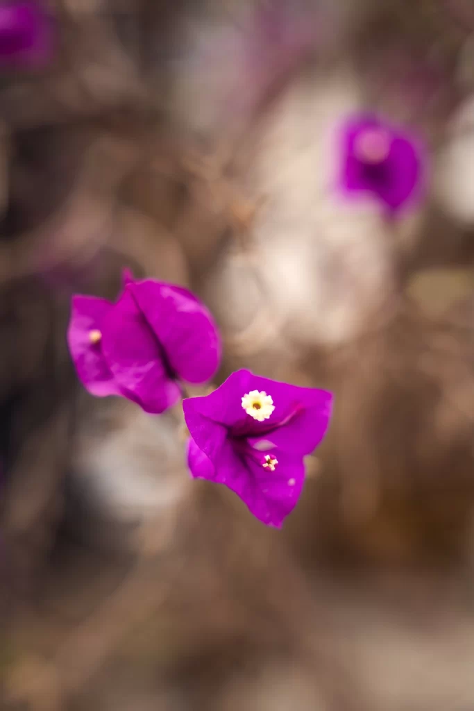 Vibrant Purple Bougainvillea Petals Yellow warm Center