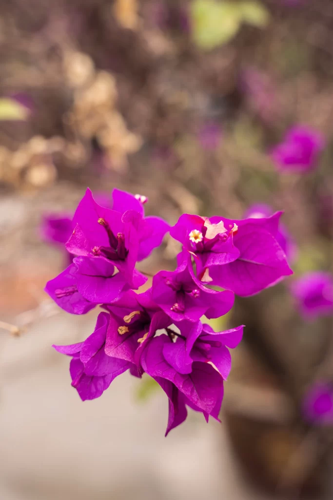 Vibrant Purple Bougainvillea Petals Blurred Background