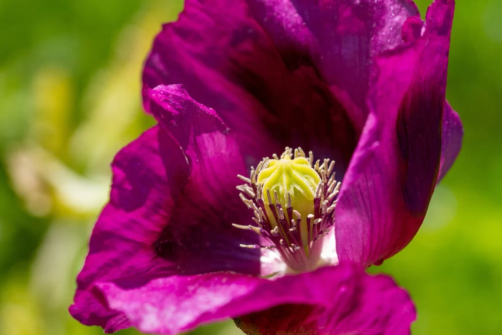 Vibrant Purple Corn Poppy Petals Yellow Center