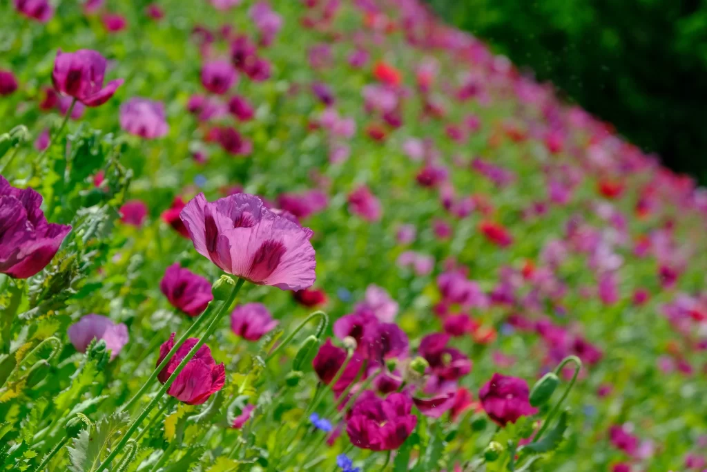 Vibrant Purple Corn Poppy Blooms Lush Greenery