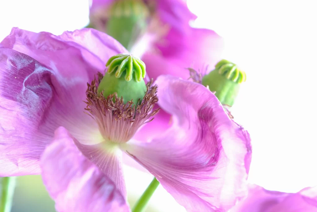 Vibrant Purple Corn Poppy Delicate Petals Green warm Bud
