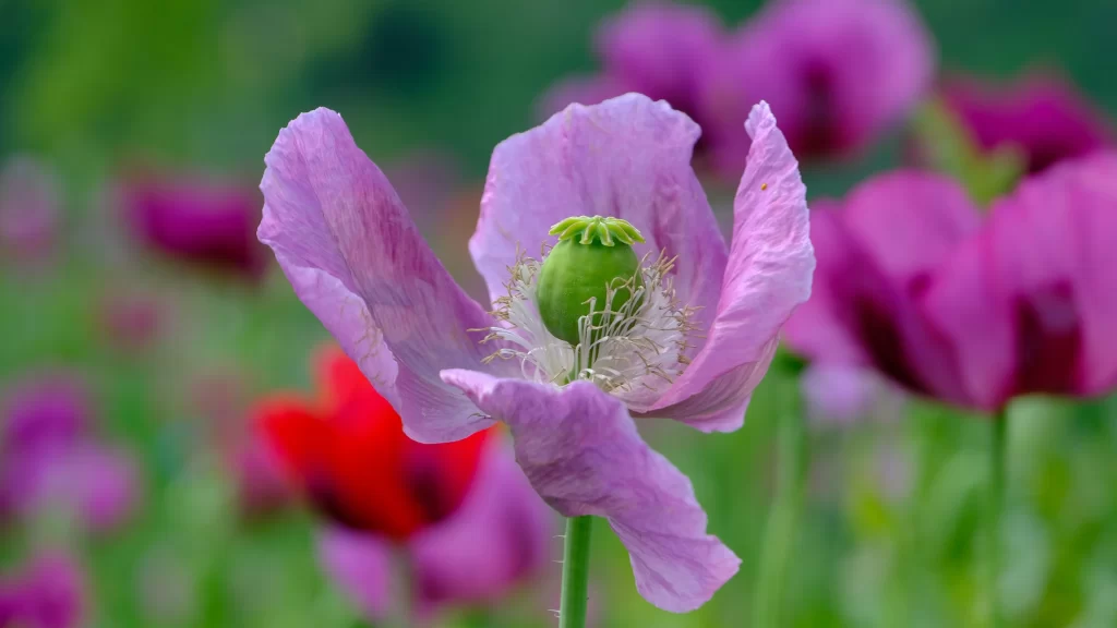 Vibrant Purple Corn Poppy Delicate Petals Green gray Bud