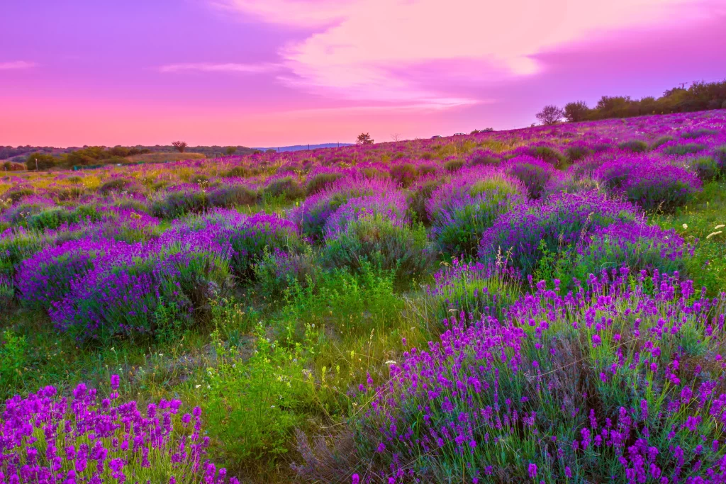 Vibrant Purple Lavender Bushes Sunset Sky