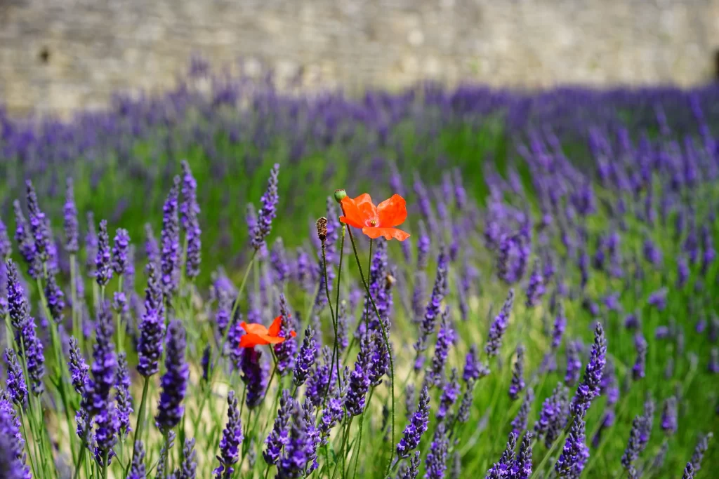 Vibrant Purple Lavender Field Red Poppy Contrast