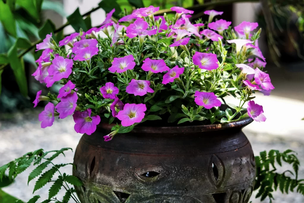 Vibrant Purple Morning Glory Petals Dense Blooms
